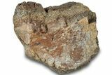 Dinosaur (Triceratops) Bone Section - Montana #307087-1